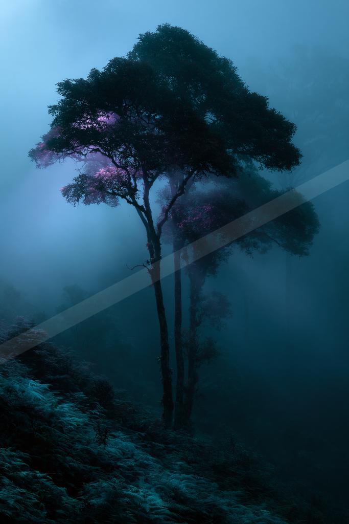 A serene nature scene of trees, forest.