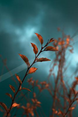 A bright nature scene of plants, trees, flowers.