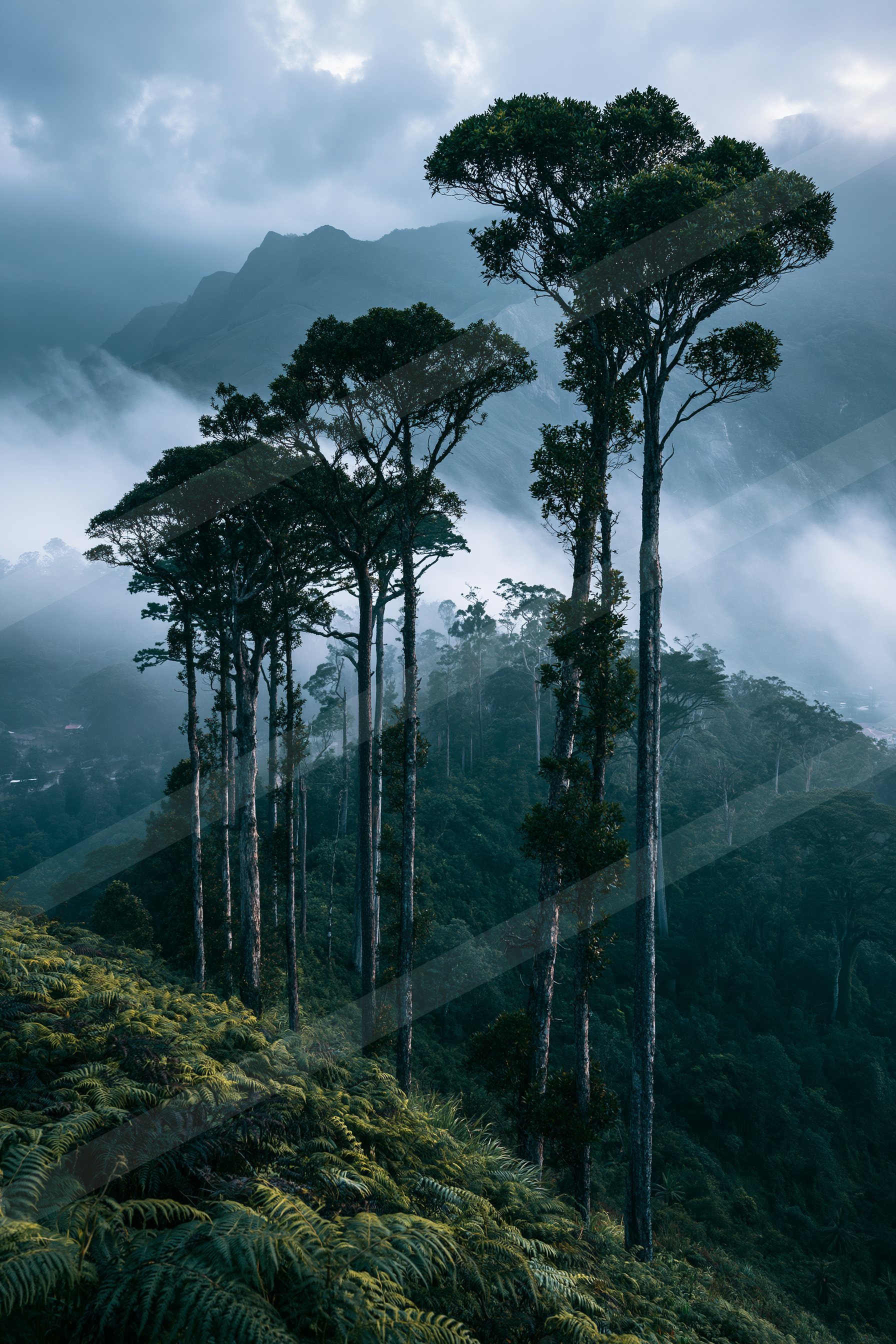 A serene forest scene featuring tall trees silhouetted against a misty, cloud-filled sky with distant mountains in the background.