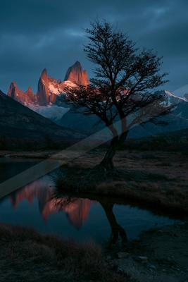 A lone leafless tree stands silhouetted on the shore of a calm lake, its reflection visible in the water, with dramatic snow-capped mountain peaks glowing in al