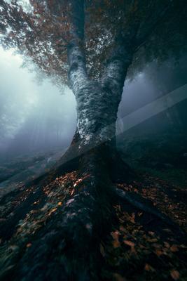 A dramatic nature scene of trees, forest, fog.