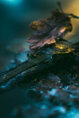 A night macro nature scene of plants, wildlife, river.