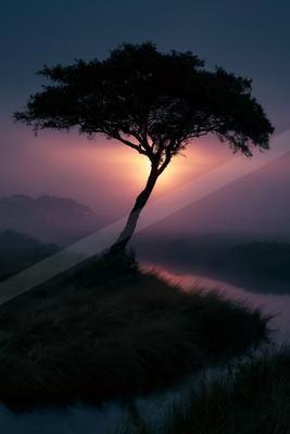 A lone tree silhouetted against a vibrant pink and purple sunrise, standing on a grassy bank beside a misty body of water in a savannah landscape.