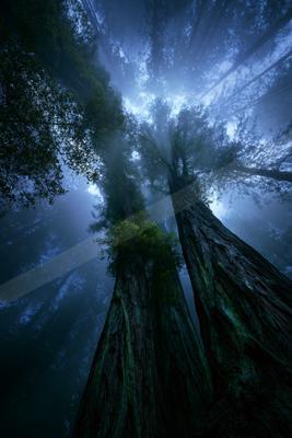 A moody nature scene of forest, trees.