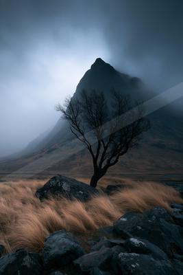 A dramatic nature scene of trees, fog.