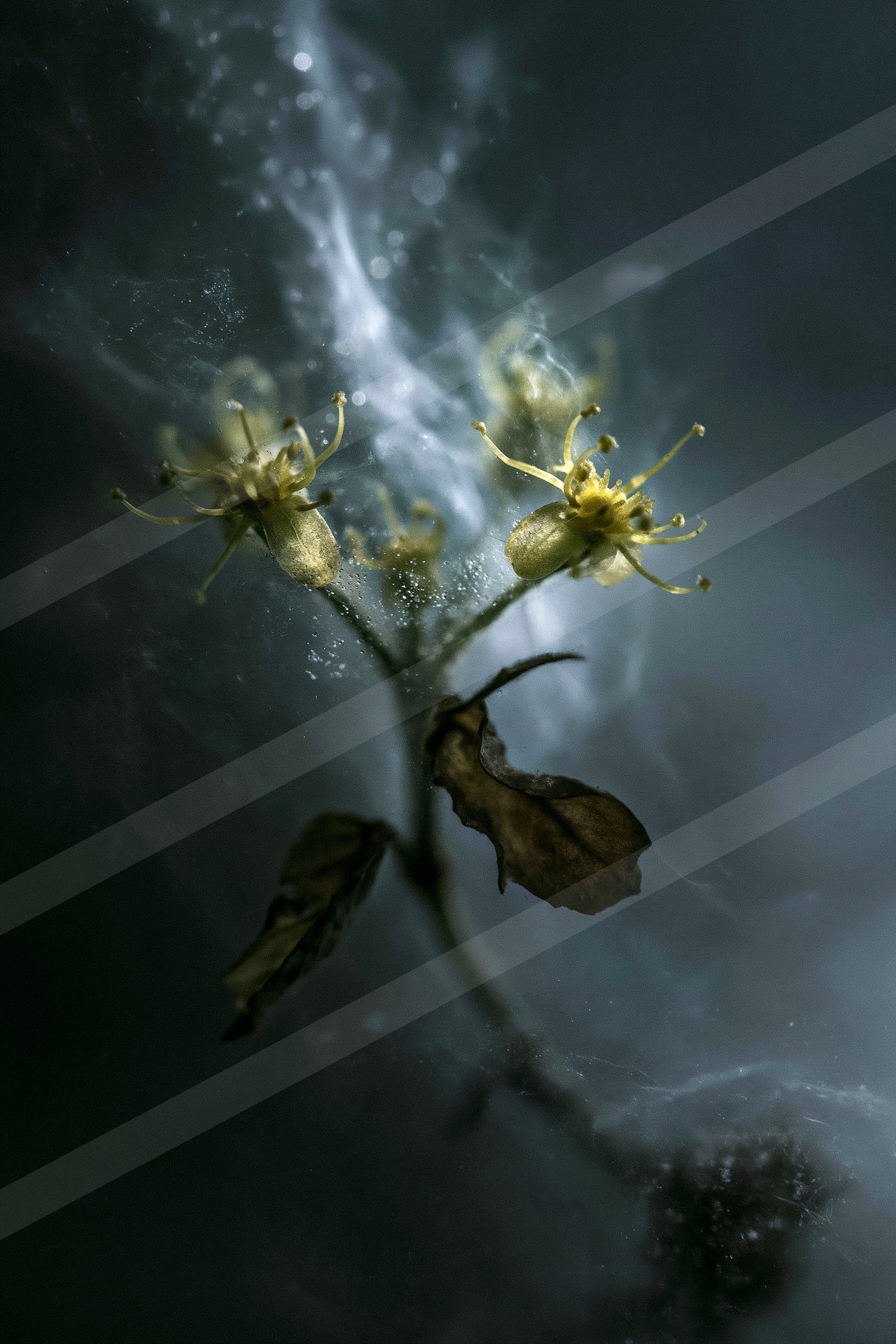 An ethereal macro nature scene of a flowers, reflection.