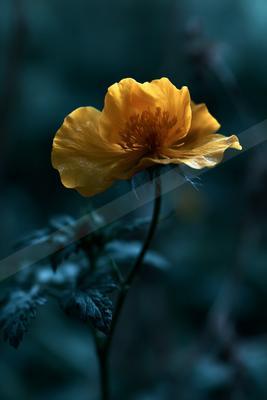 A striking yellow flower stands out against a dark, moody forest backdrop.