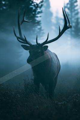 A night wildlife photo of wildlife.