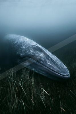 A large blue whale lies motionless on a dark seabed covered in seagrass, its massive head and body partially obscured by murky blue water.