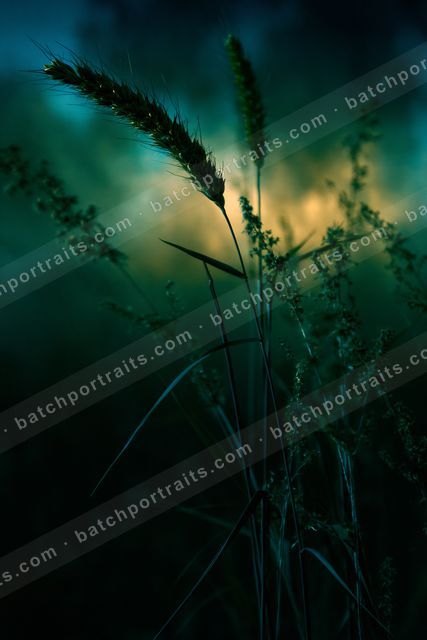 A night high contrast landscape of a meadow, dust.