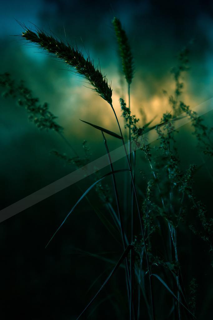 A golden hour nature scene of plants, field, flowers.