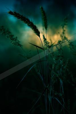 A golden hour nature scene of plants, field, flowers.