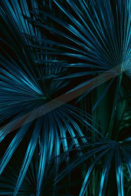 Close-up of vibrant blue palm fronds with radiating leaves against a dark background.