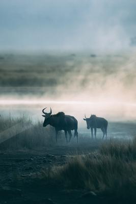 A black-toned bright photograph of water buffalo, ox, bison.
