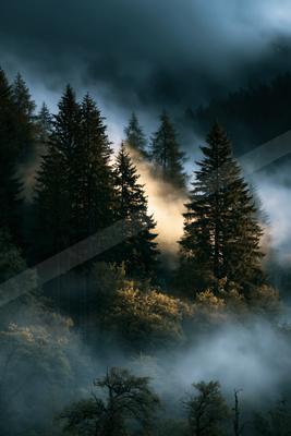 A serene forest scene shrouded in mist under a dark sky.