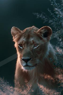 Close-up portrait of a lioness with golden fur and amber eyes, gazing directly at the viewer, surrounded by out-of-focus foliage in warm, dramatic light.