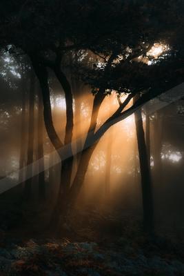 A golden hour nature scene of forest, trees, sunrise.