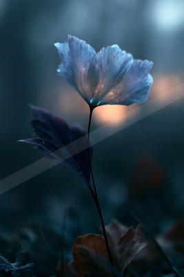 A blue hour bokeh nature scene of flowers, plants.