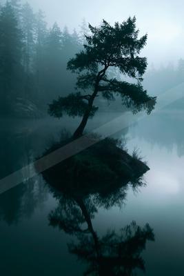 A solitary evergreen tree stands on a small rocky island in a calm lake, surrounded by thick fog and a dense forest in the background, with its reflection visib
