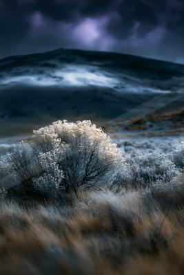 A moody landscape of desert, field, trees.