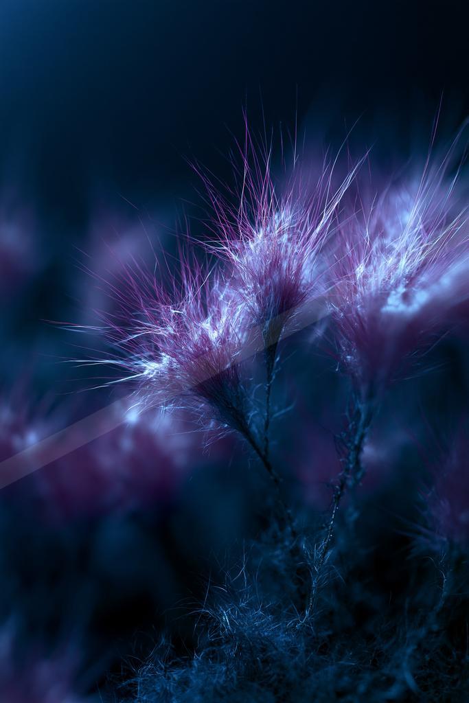 A blue hour nature scene of flowers, plants.