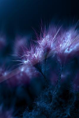A blue hour nature scene of flowers, plants.
