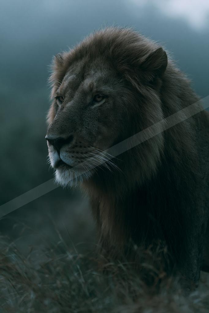 A moody wildlife photo of wildlife.