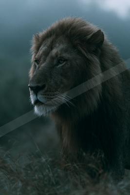A moody wildlife photo of wildlife.