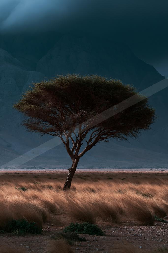 A dramatic long exposure nature scene of trees.