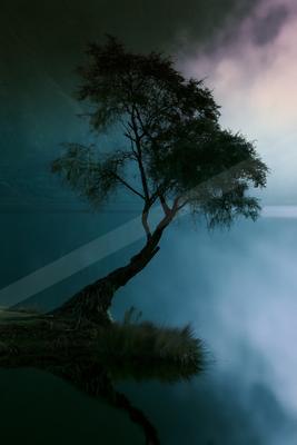 A night long exposure nature scene of trees, lake, fog.