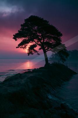 A lone tree stands in silhouette on a rocky outcrop by the water, with a vibrant pink and purple sunset sky and the sun's reflection on the calm surface.