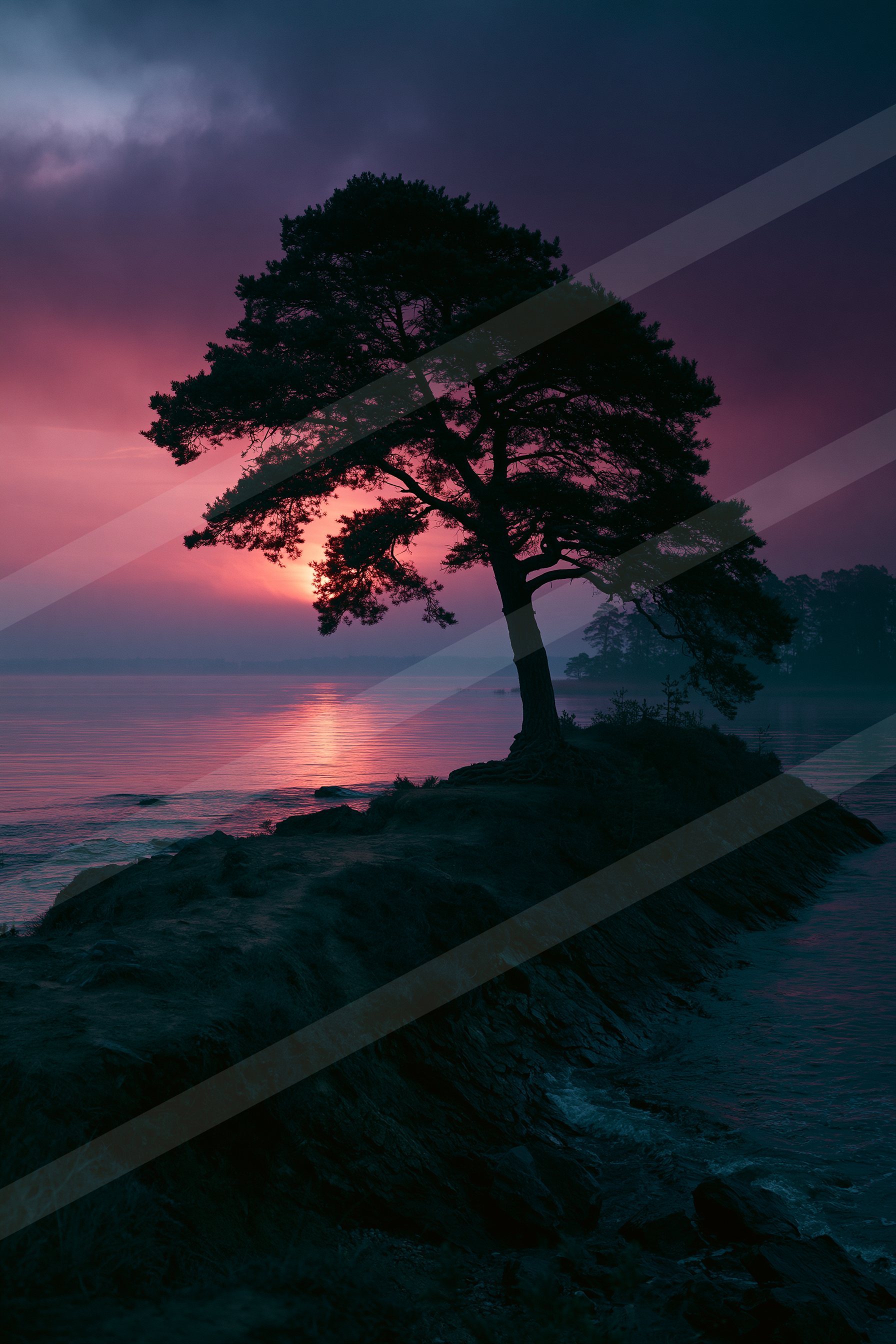 A night nature scene of a pine tree, silhouette.
