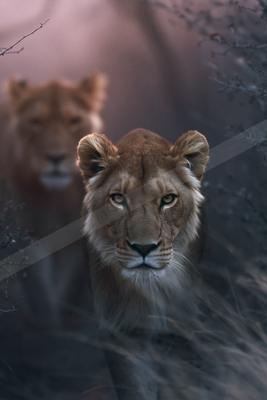 A moody wildlife photo of wildlife.