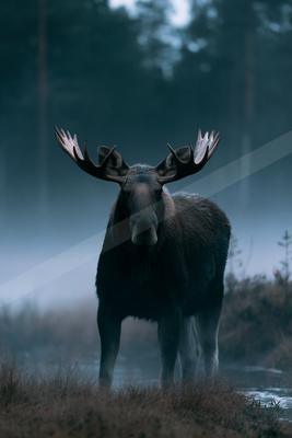 A large male moose with impressive antlers stands facing the camera in a foggy forest clearing near a body of water.