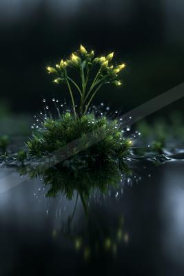 A serene nature scene of flowers, plants, reflection.