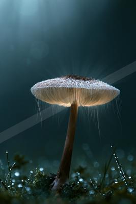 A moody macro still life.
