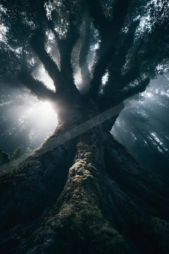 A dramatic nature scene of forest, trees.