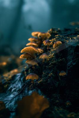 A night macro nature scene of forest.