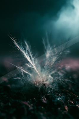 A night macro wildlife photo of bird, storm, still life.