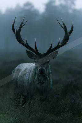 A large deer with impressive antlers stands in a misty meadow, looking directly at the camera.