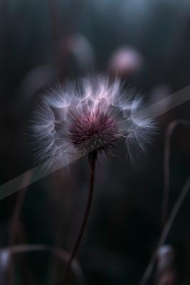 A black-and-white moody nature scene of flowers.