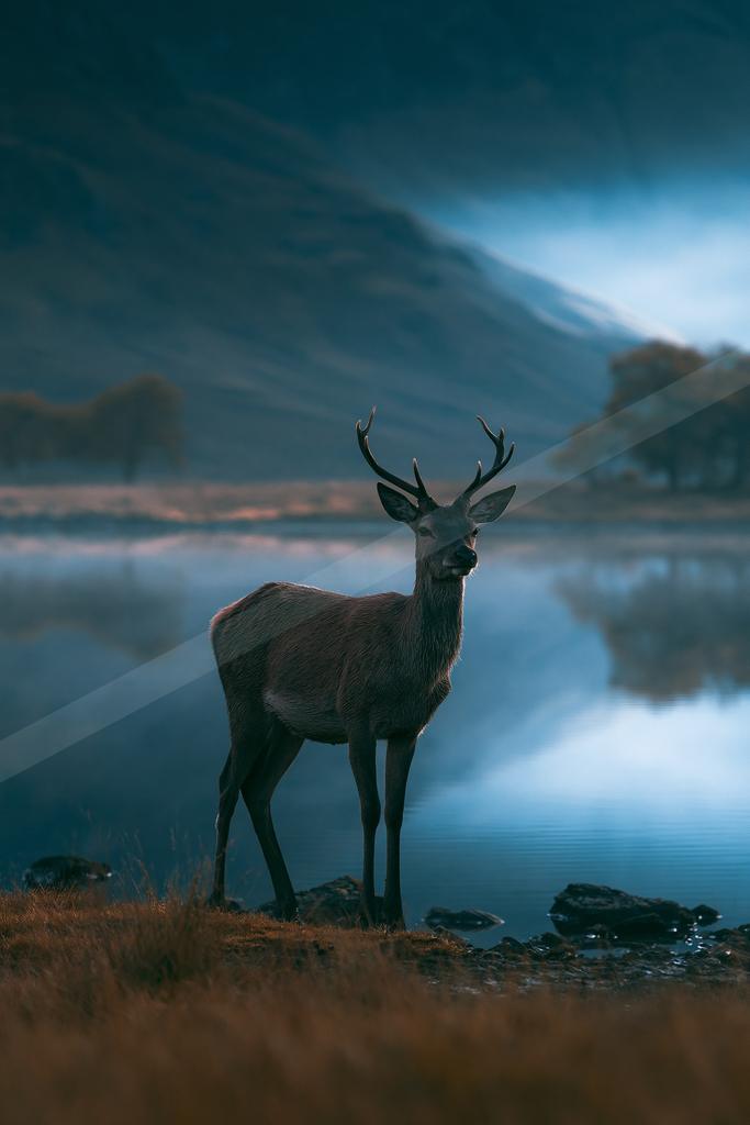 A black-toned moody photograph of gazelle, ibex, hartebeest.