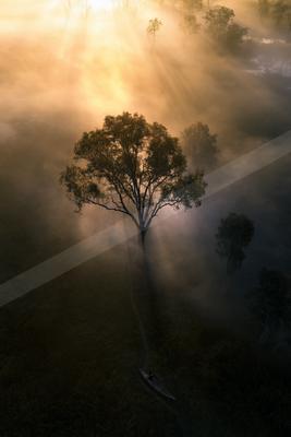A golden hour nature scene of trees, forest.