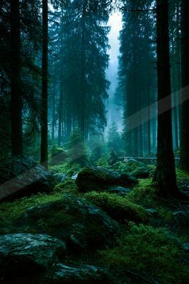 A serene nature scene of forest.