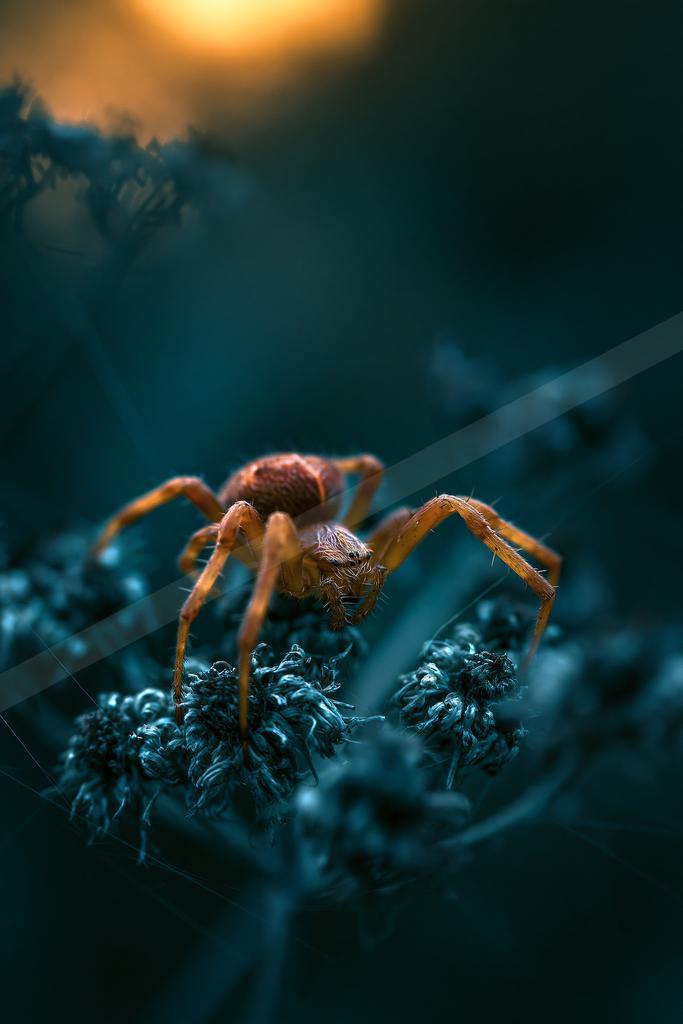 A moody macro wildlife photo of wildlife.