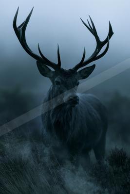 A moody wildlife photo of a deer.