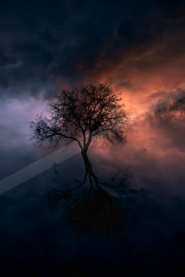 A dramatic nature scene of trees, storm, sunset.