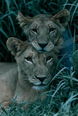 Two lionesses with golden-brown fur and attentive eyes rest closely together amidst tall green grass, captured in a tight close-up portrait.