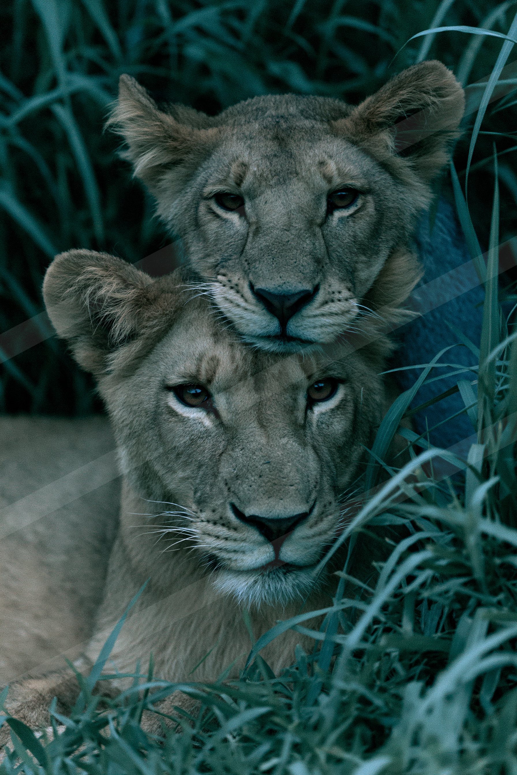 A lioness and her cub resting together amidst tall grasses under a moody, atmospheric light.