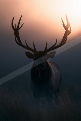A moody wildlife photo of wildlife.